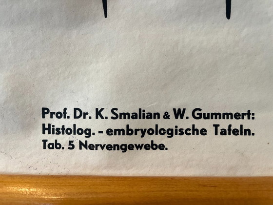 Image 1 of Zoological poster, animal body cell