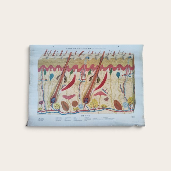 5 anatomische posters uit het midden van de 20e eeuw / Rudolf Tupy – Paper (photo 6 of 15)