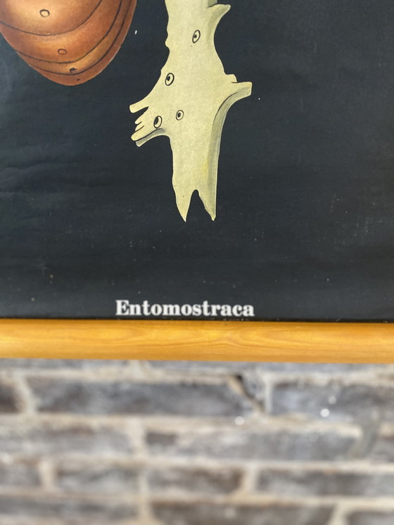 Image 1 of Schoolplaat entomostrasa