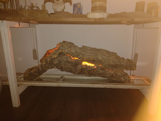 Image 1 of Dies ist ein echter Korkeichenbaum mit Beleuchtung