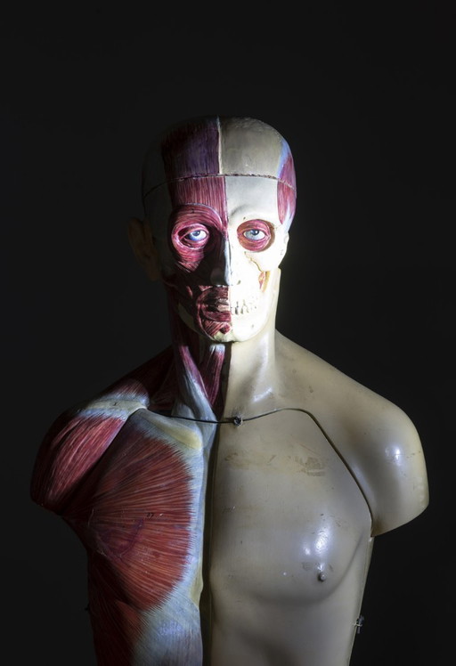 Anatomisch model van een mannelijk lichaam, jaren 1900