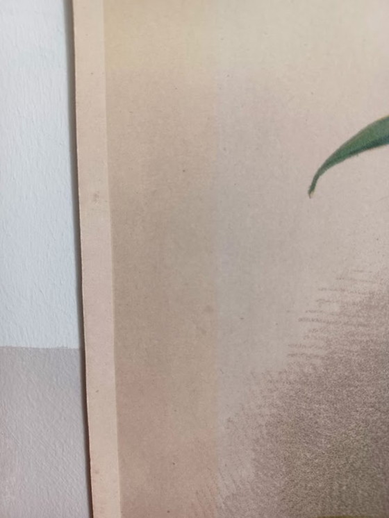 Image 1 of Cromolitografía original rara «Reichenbachia» (1888) – H.G. Moon