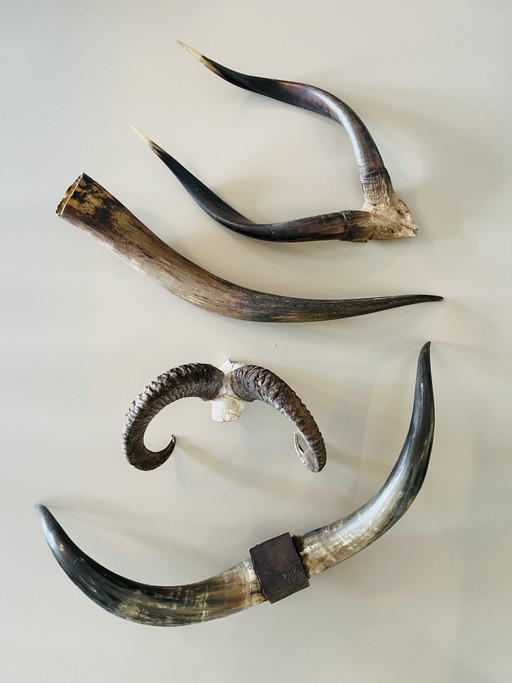 Corna Teschi Palchi Longhorn Bullbar Corna di mucca Bufalo