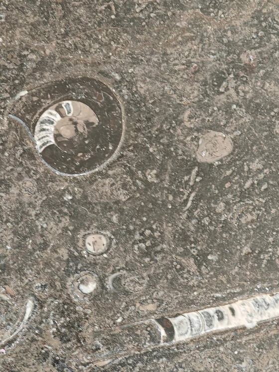 Image 1 of Mesa de centro de mediados de siglo de Heinz Lilienthal con tablero de mármol fósil