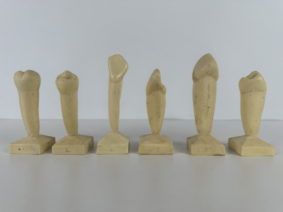 Image 1 of 6 modelli didattici vintage - odontoiatria