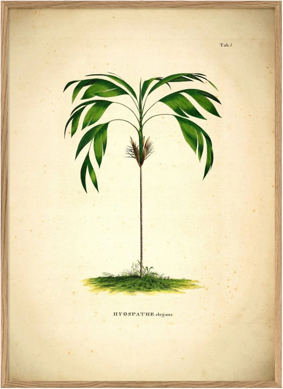 XXL Botanische Kunstprint 120 x166 cm | Nieuwprijs €475 – Giclée Prints, Paper (photo 5 of 5)