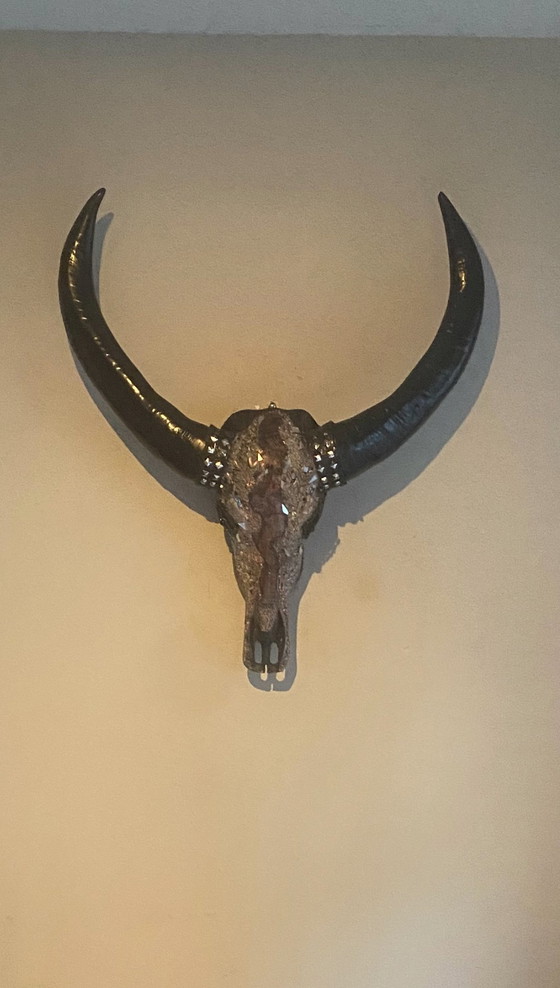 Image 1 of Magnifique crâne de buffle d'eau