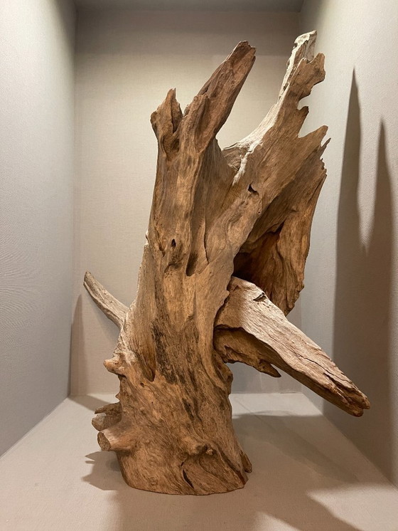 Image 1 of Fleur du désert de Ramon Monsanto