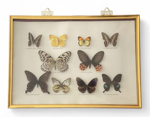 Vitrine Naturalisierte Schmetterlinge - Vintage 57x37 cm - Cabinet de Curiosités