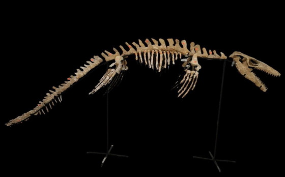Image 1 of Large 2.80m Mosasaur Skeleton - Museum Quality 3D Mount - Prehistoric Fossil Art