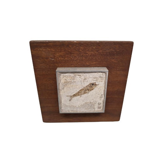 Image 1 of Poisson fossile Dapalis Macrurus encadré, 30/35 millions d'années