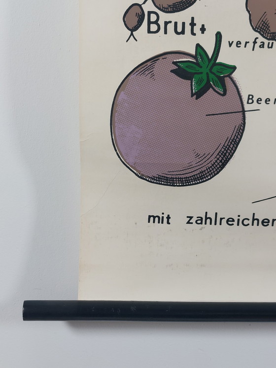 Image 1 of Vintage roll-up map, teaching aid, biology, nightshade plant, wall map