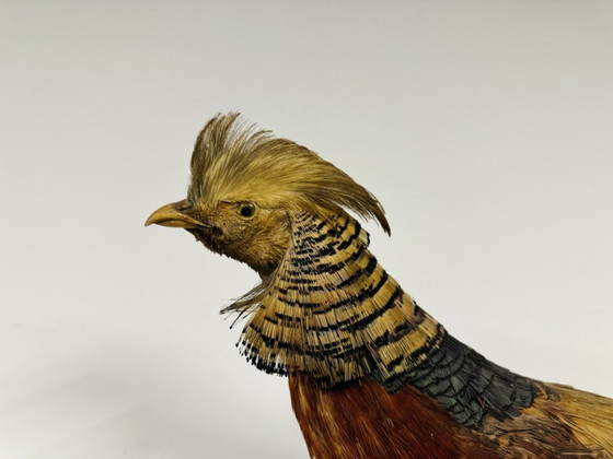 Antique stuffed Golden Pheasant Rooster – Decorative Objects, Wood, Other (photo 8 of 14)