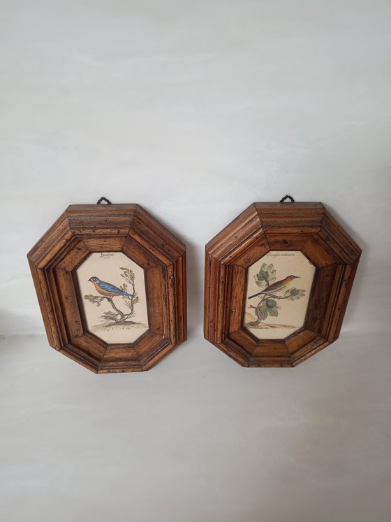 Image 1 of Exposition italienne d'une fauvette mélodieuse et d'un serin d'Europe.