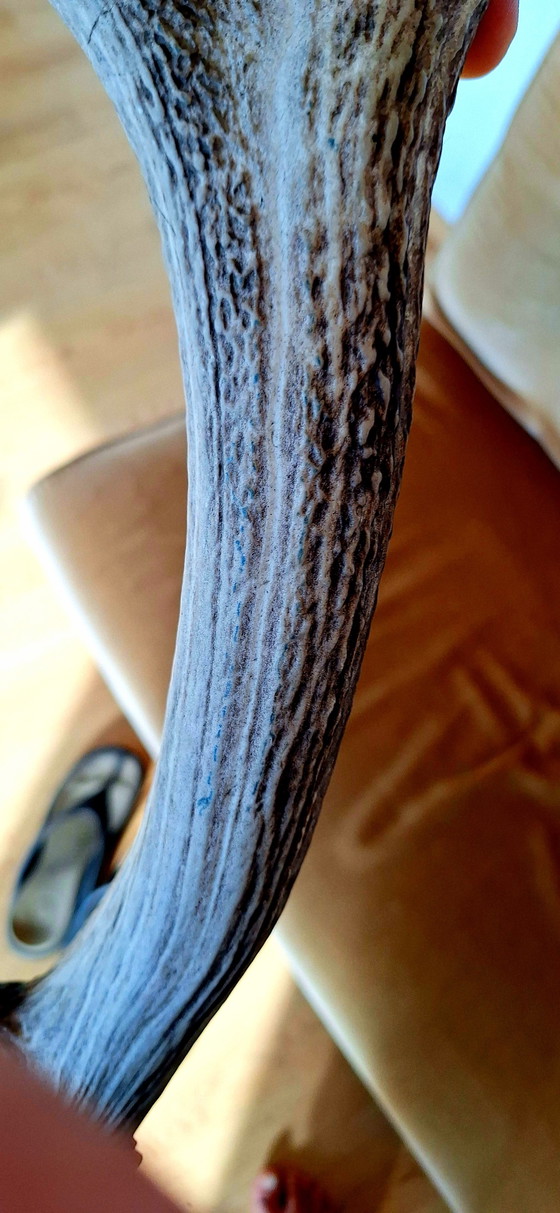 Corno di Cervo Rosso – Oggetti decorativi, Other (photo 5 of 15)