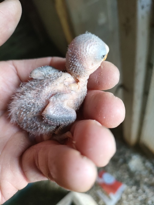 Inséparables à apprivoiser à la main