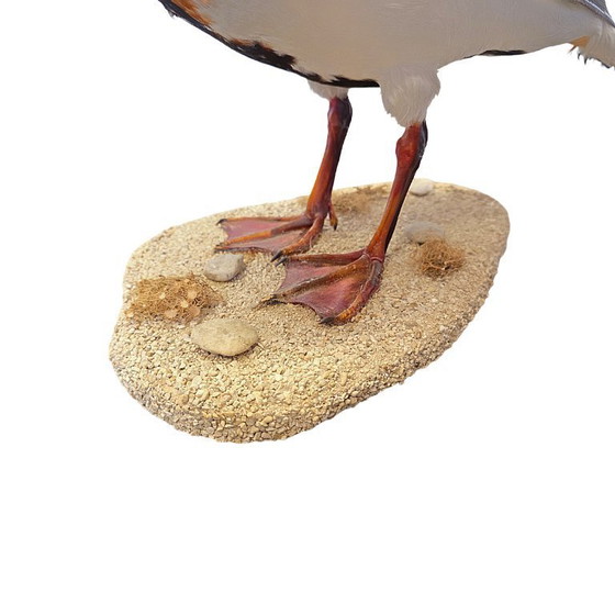 Image 1 of Ausgestopfte Brandgans auf einem Natursockel, frühes 21. Jahrhundert