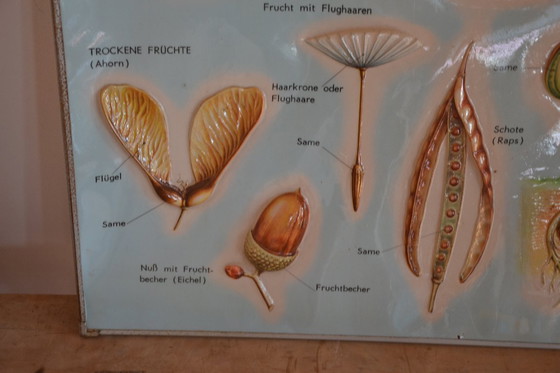 Image 1 of Unieke Vintage - Oude Schoolplaat Bloemen - Oude Duitse Schoolkaart - Schoolplaat Botanica - Planten - Biologie - Plasticplaat