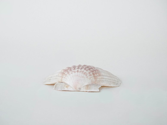 Image 1 of Coquillage décoratif, style bohème, années 1980