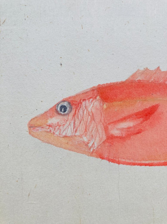 Image 1 of Pesce ad acquerello vintage - Dentice rosso