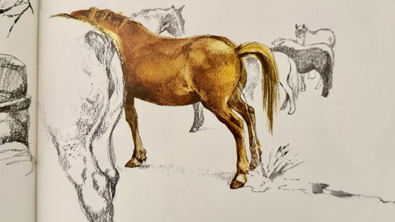 Book Het Brieschend Paard by Rien Poortvliet from 1978, Coffee table books, Paper, Brown (photo 8 of 15)