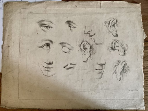 Rare étude anatomique du XVIII ème siècle par Cipriani 