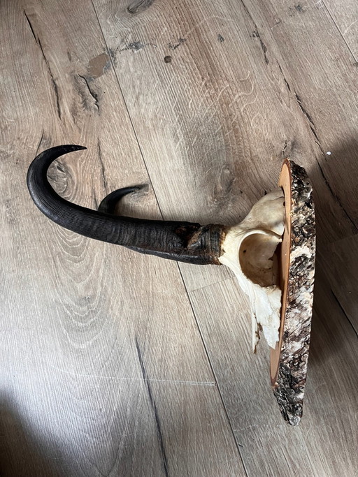 Bois de cerf monté