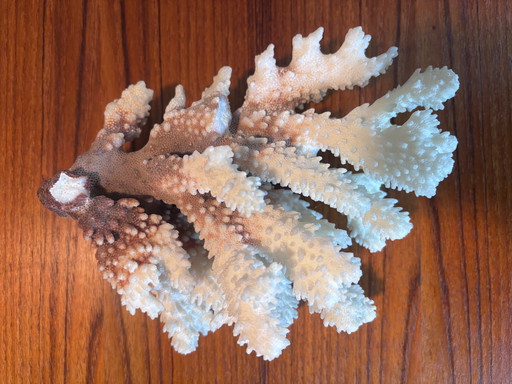 Koralle Natürliche Blumenkohlkoralle (Pocillopora sp.)– weißes Korallenriff-Dekor 620 g