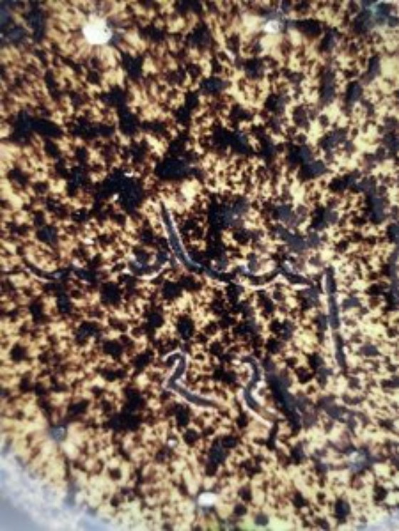 Image 1 of Accolay ceramic vase, yellow and brown, France, vintage 1960