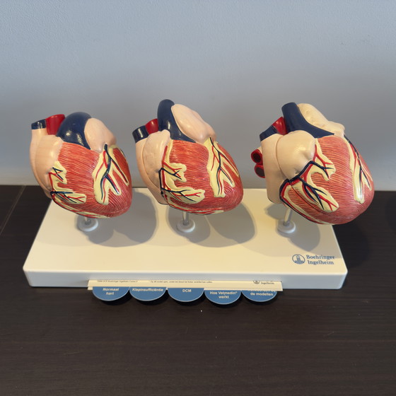 Image 1 of Modello animale di cuore in tre parti - Boehringer Ingelheim Vetmedin