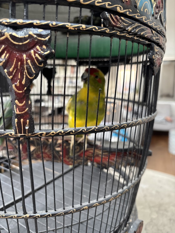 Image 1 of Handgeschilderde Indonesische Vogelkooi met opgezette vogels