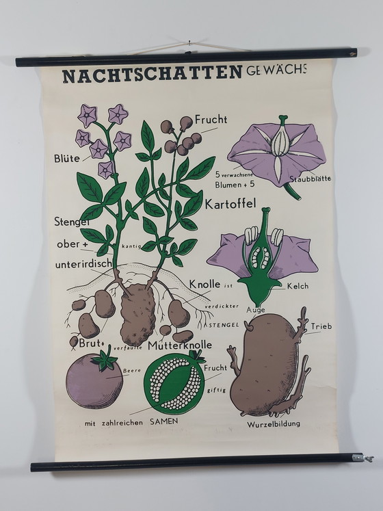 Image 1 of Vintage roll-up map, teaching aid, biology, nightshade plant, wall map