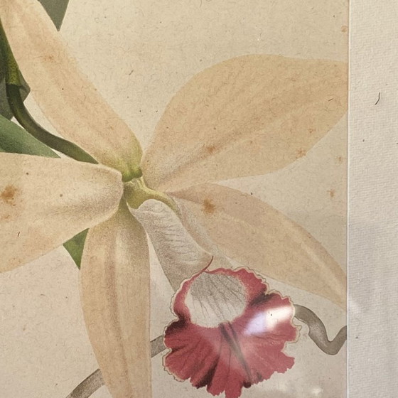 Image 1 of Dipinto antico di un'orchidea, litografia