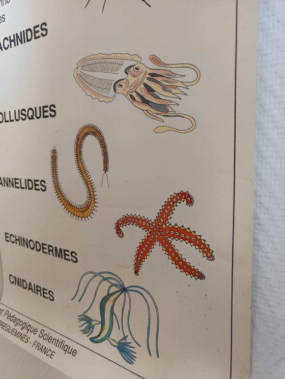 Image 1 of Vintage poster for schools Invertebrates