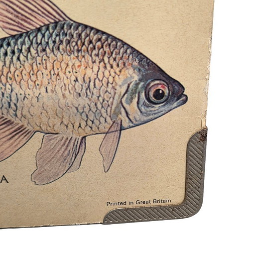 Englische Vintage-Schallplatte mit tropischen Aquarienfischen aus dem Jahr 1977