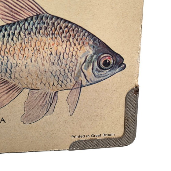 Image 1 of Vintage Engelse plaat met tropische aquarium vissen uit 1977