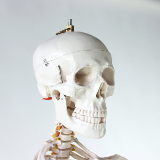 Image 1 of Freestanding Vintage Human Skeleton Anatomy Model, Czechoslovakia 1980s