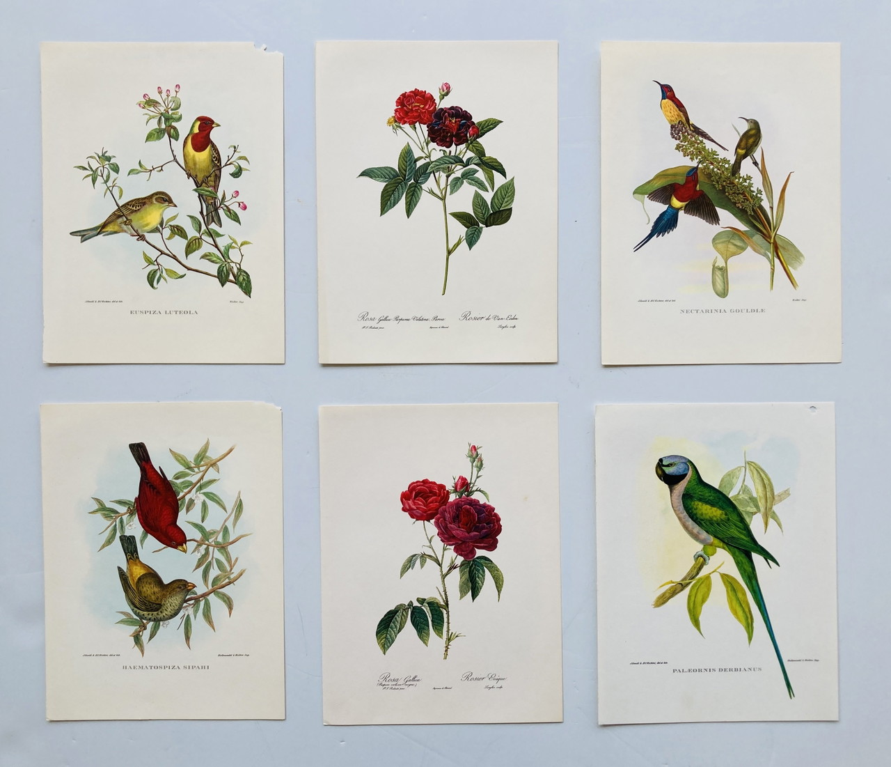 Vintage Birds And Flowers - Book Lithographs - Set Of 6 - No. 3