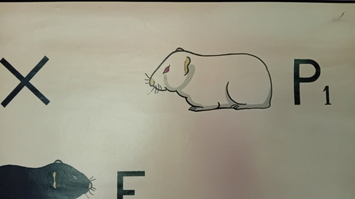 Tabla escolar antigua de J. Verhave, Genética n.° 8, Cobayas