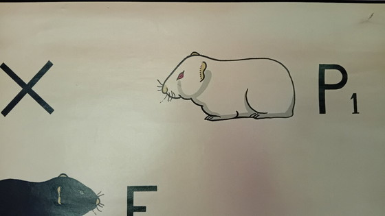 Image 1 of Tabla escolar antigua de J. Verhave, Genética n.° 8, Cobayas