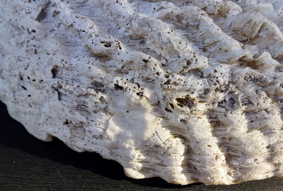 Image 1 of Abalone di conchiglia