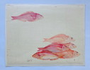 Poisson aquarelle vintage - Vivaneau rouge