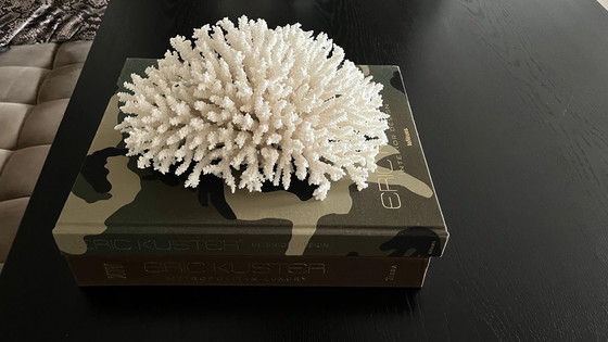 Image 1 of Large Coral Decoration Piece Eric Kuster