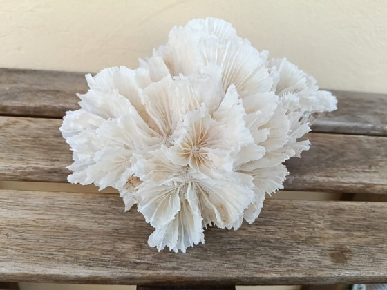 Arredo Corallo Bianco Naturale Lattuga Agaricia, Vintage, Oggetti decorativi, Pietra (foto 5 di 5)