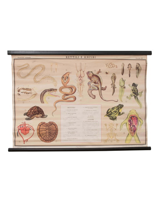 Reptile and amphibian themed educational print, Paravia, 1968