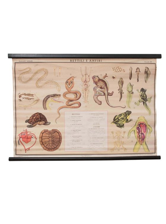 Image 1 of Reptile and amphibian themed educational print, Paravia, 1968