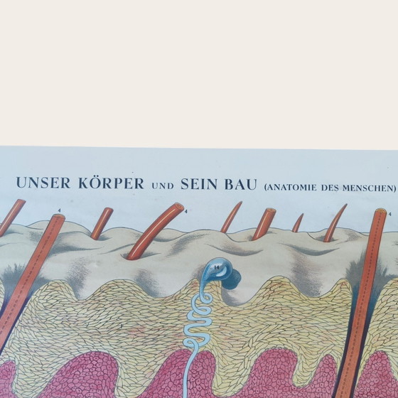 5 anatomische posters uit het midden van de 20e eeuw / Rudolf Tupy – Paper (photo 13 of 15)