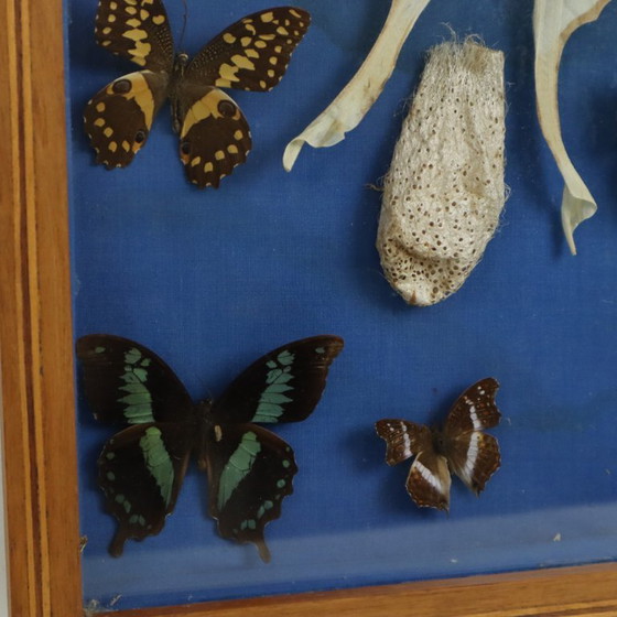 Butterfly collection in wooden frame, Wall decoration, Other, Brown, Vintage (photo 6 of 10)