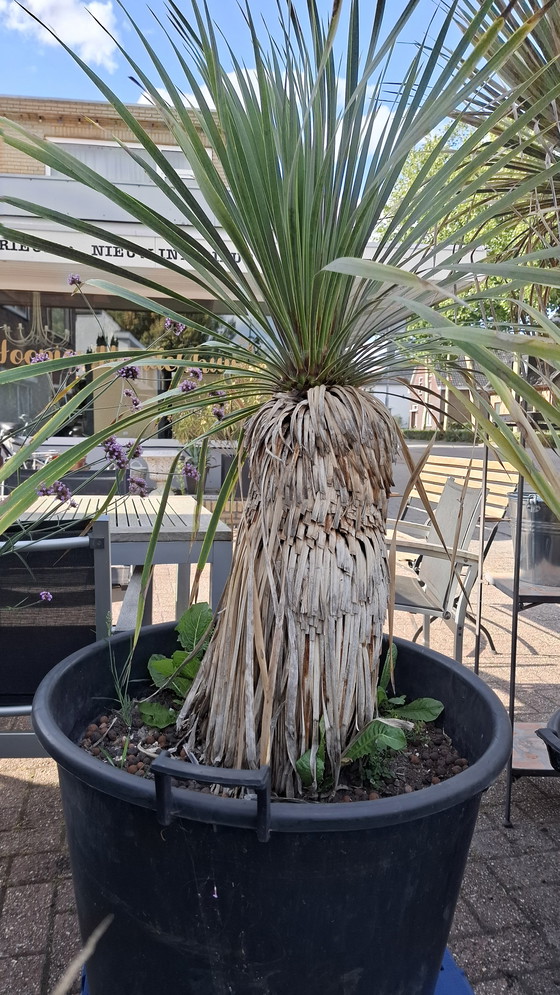 Image 1 of yuca in vaso