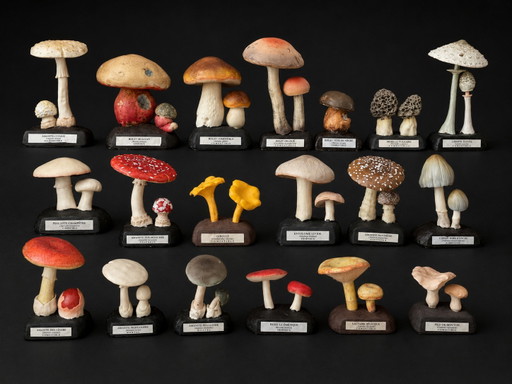 Zeldzame collectie van 19 Deyrolle paddenstoelmodellen, Frankrijk, midden 20e eeuw – decoratieve objecten, Rubber, Plastic